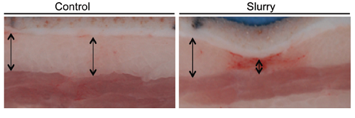 Pig skin eight weeks after a single injection of ice slurry (source=Plast Reconstr Surg 2020 Apr;145(4):725e-733e).