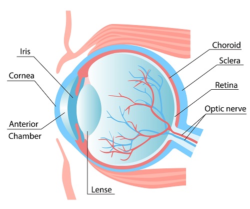The eyeball is a vulnerable area to external impacts. Therefore, an orbital fracture should be suspected when you experience swollen eyes, nosebleeds, bleeding from the eyelids and conjunctiva, or facial sensory abnormalities in a nose, cheeks, and lips after an external impact.