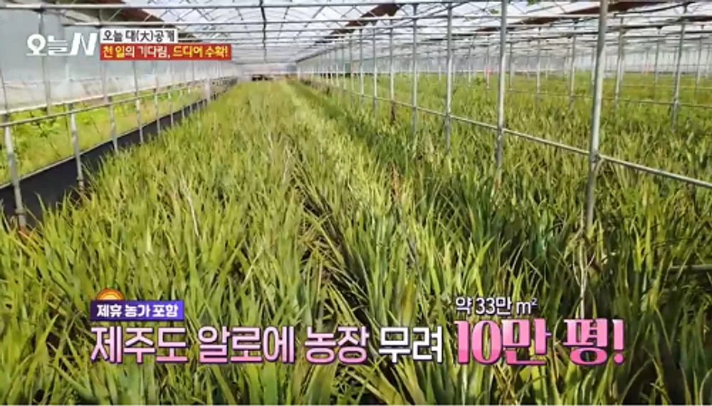 济州金正文芦荟：探索芦荟的多元魅力