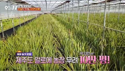 Khám Phá Lô Hội Jeju: Tâm Điểm Sức Khỏe và Sự Phát Triển
