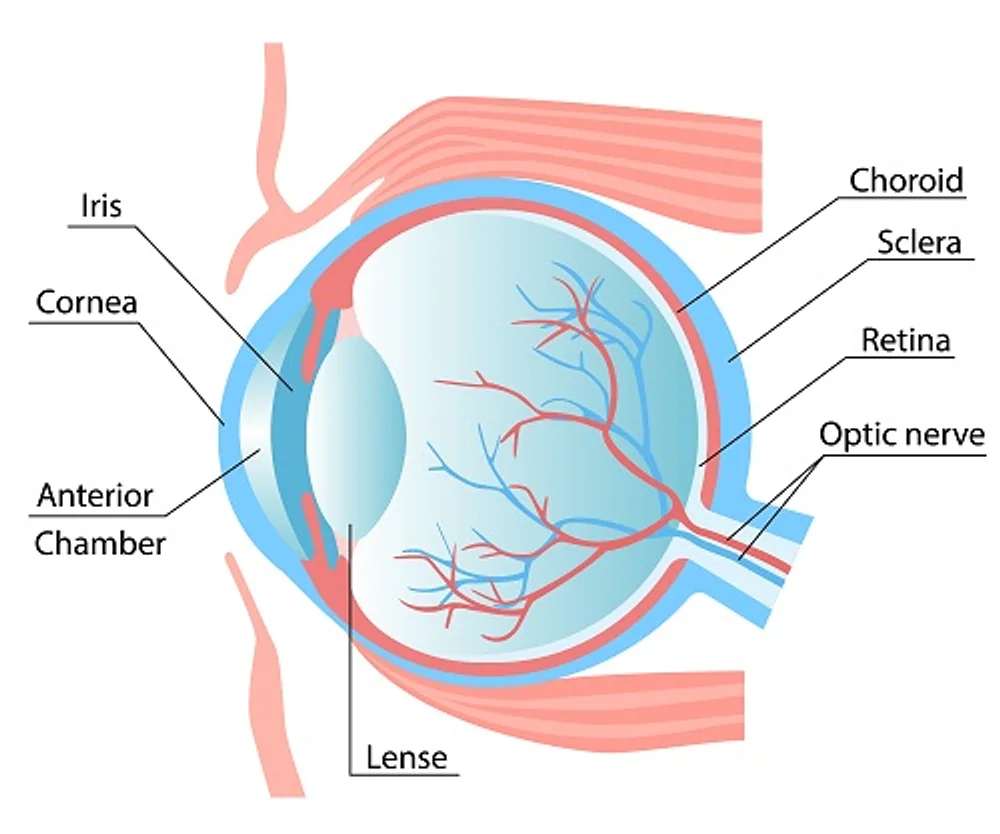 Innovative Solutions in Orbital Fracture Surgery