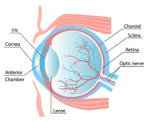 Innovative Solutions in Orbital Fracture Surgery